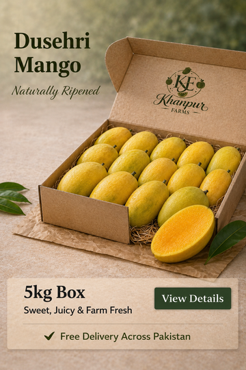 Dusehri Mango — Sweet, Fragrant & Effortlessly Delicious - Harvesting 10th June
