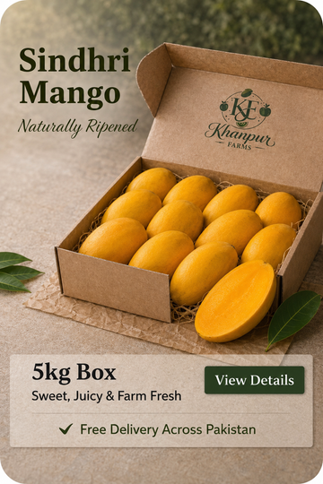 Sindhri Mango — Smooth, Creamy & Made for Indulgence - Harvesting 20th June