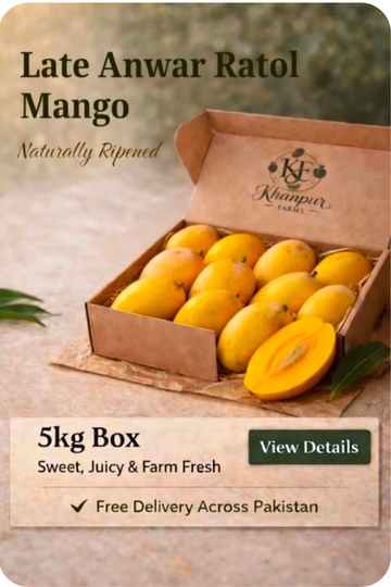 Late Anwar Ratol (12 Number) — A Rare Treat for True Mango Lovers - Harvesting 15th July