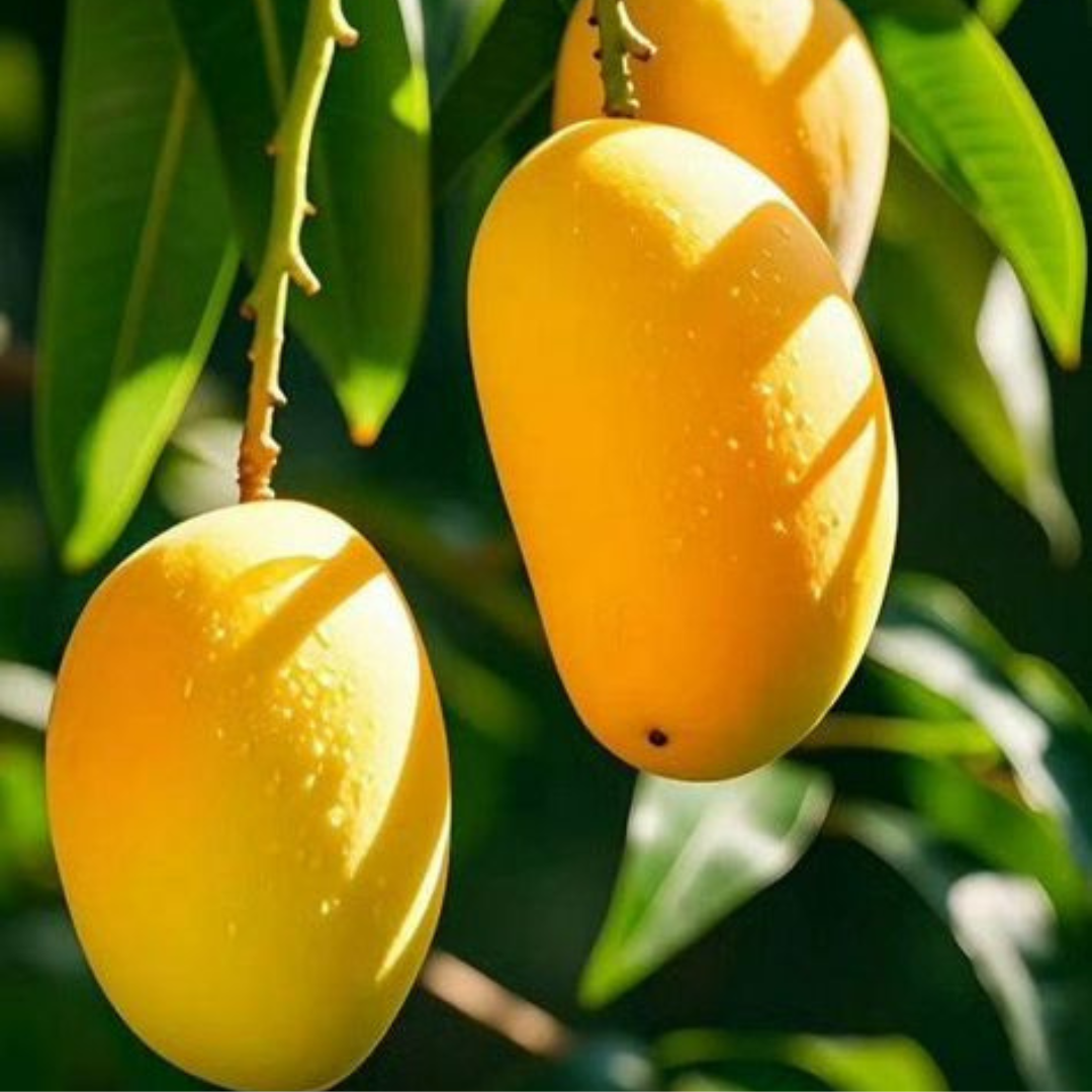 Chaunsa — The true king of Pakistani Mangoes - Harvesting 25th June