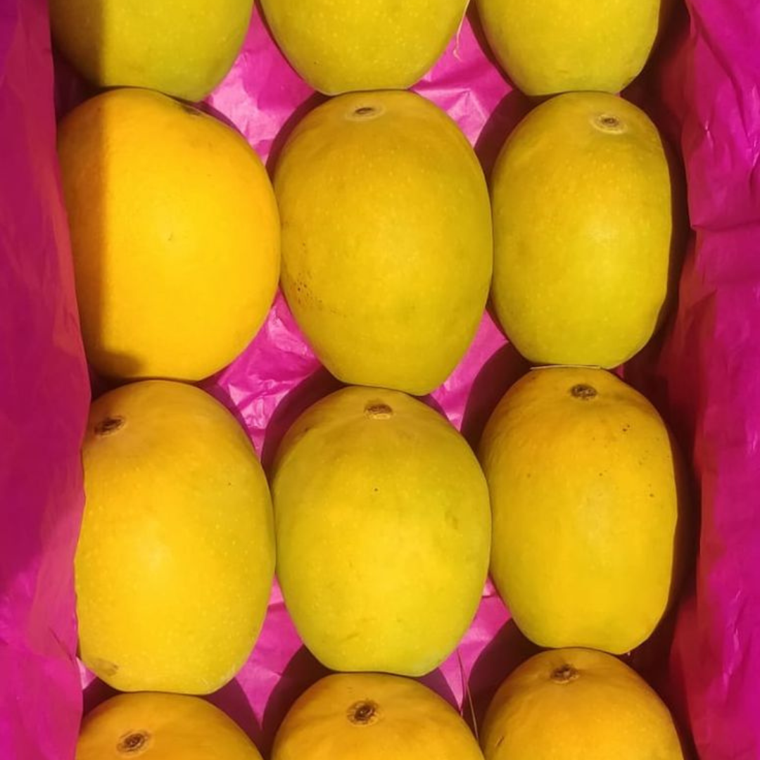 Chaunsa — The true king of Pakistani Mangoes - Harvesting 25th June