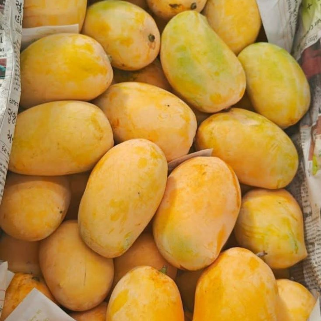 Chaunsa — The true king of Pakistani Mangoes - Harvesting 25th June