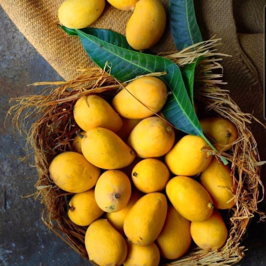 Chaunsa — The true king of Pakistani Mangoes - Harvesting 25th June