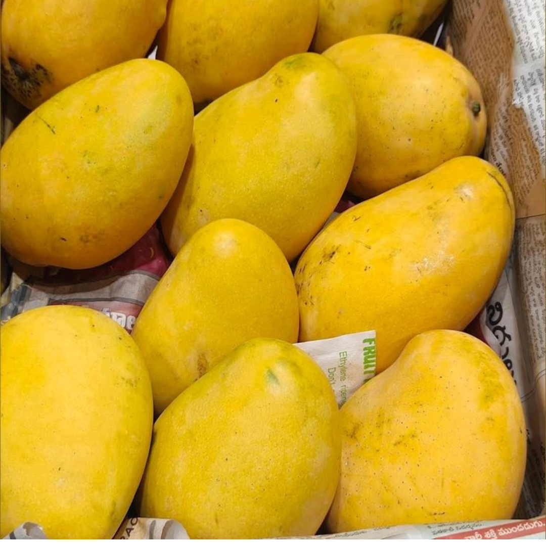 Chaunsa — The true king of Pakistani Mangoes - Harvesting 25th June